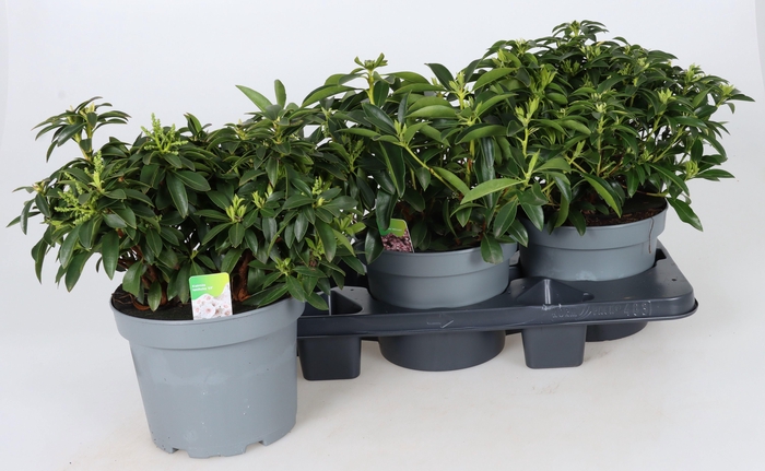 <h4>KALM LATIFOLIA</h4>