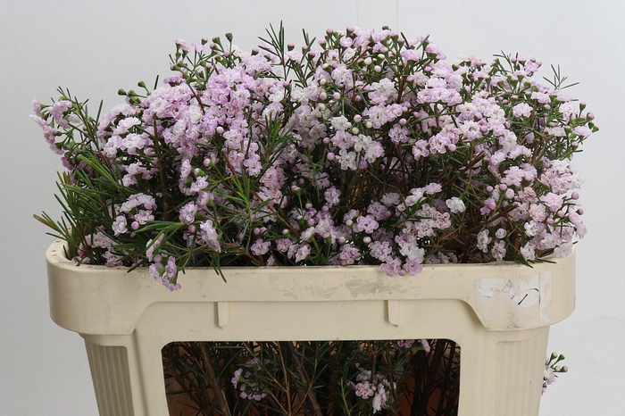 <h4>Chamelaucium Dancing Queen</h4>