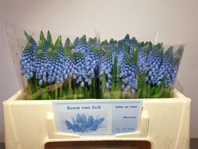 <h4>Muscari 'Carola'</h4>