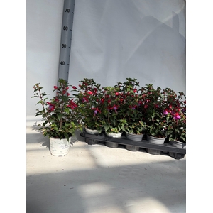 Fuchsia B F Sarah