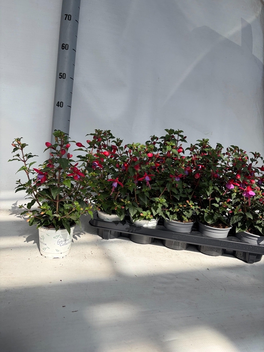 <h4>Fuchsia B F Sarah</h4>