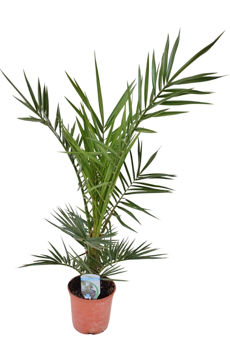 <h4>Phoenix canariensis</h4>