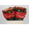 Hypericum Rainbow Romance
