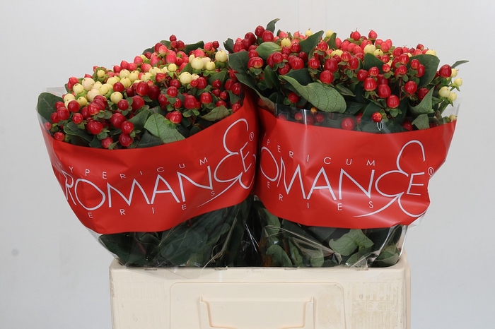 Hypericum Rainbow Romance