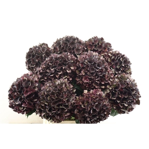 Hydr M. Cl. Ruby Choco 60-19