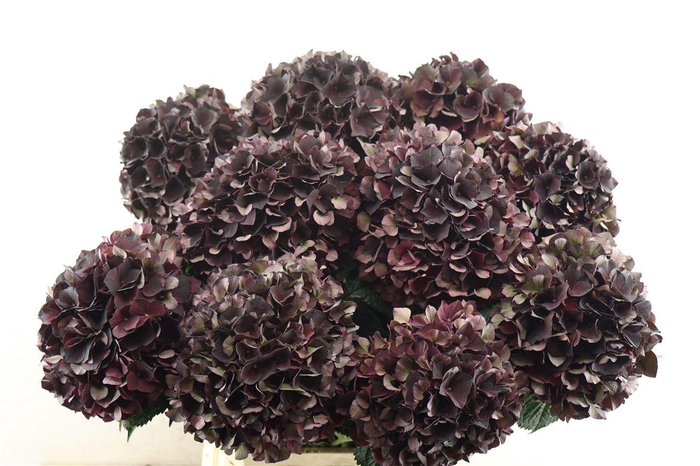 <h4>Hydr M. Cl. Ruby Choco 60-19</h4>