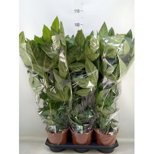 Fatsia japonica   ...