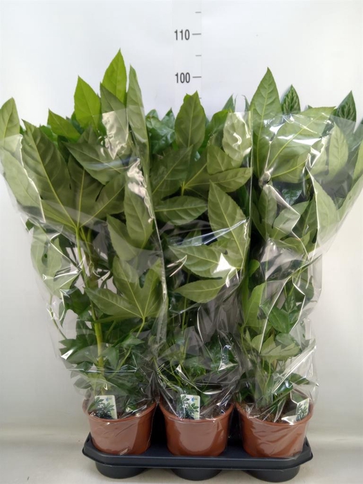 <h4>Fatsia japonica   ...</h4>