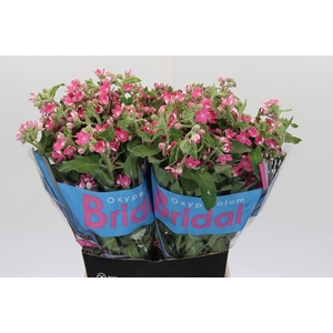 Oxypetalum Bridal Diana