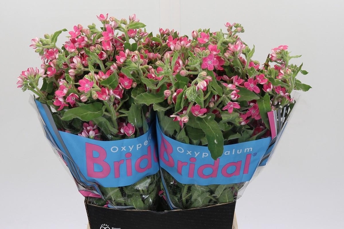 <h4>Oxypetalum Bridal Diana</h4>