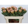 Protea Grandicolor