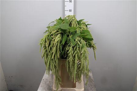<h4>Amar Ca Green Pearls</h4>