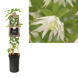 Clematis alp. 'Albina Plena' +3.0 label