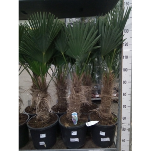 Trachycarpus wagnerianus