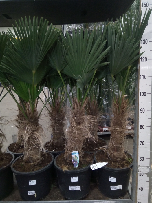 <h4>Trachycarpus wagnerianus</h4>
