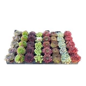 Sempervivum mix in tray