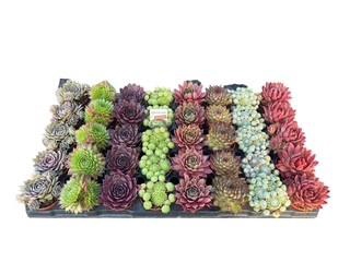 <h4>Sempervivum mix in tray</h4>