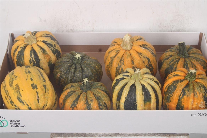 <h4>Cuc P Kamo Kamo X8</h4>