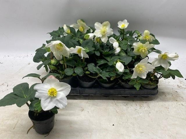 <h4>HELL NI LITTLE STAR</h4>