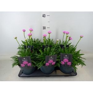 Armeria pseud. 'Dreameria Sweet Dr'