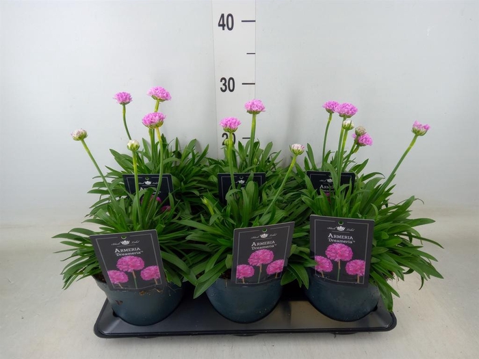 <h4>Armeria pseud. 'Dreameria Sweet Dr'</h4>