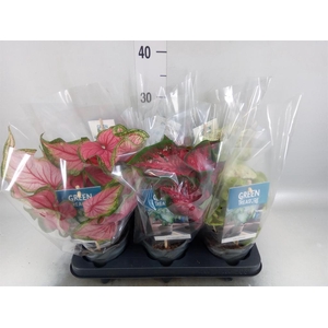 Caladium   ...mix