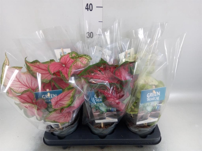 <h4>Caladium   ...mix</h4>