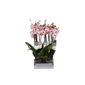 Phalaenopsis Spotted World, 3-spike 22+