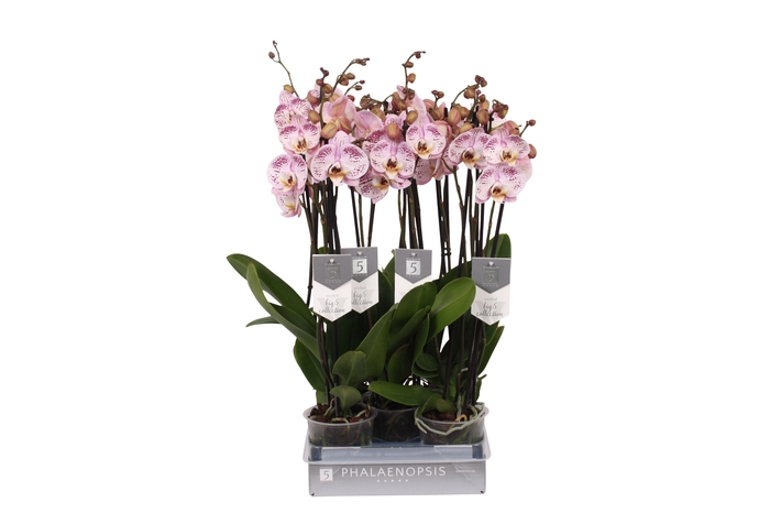 <h4>Phalaenopsis Spotted World, 3-spike 22+</h4>