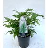 Dryopteris affinis