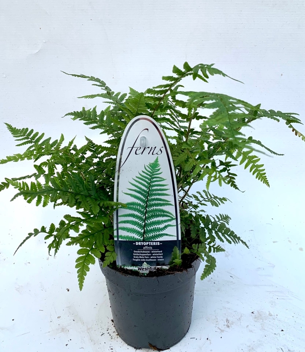 Dryopteris affinis