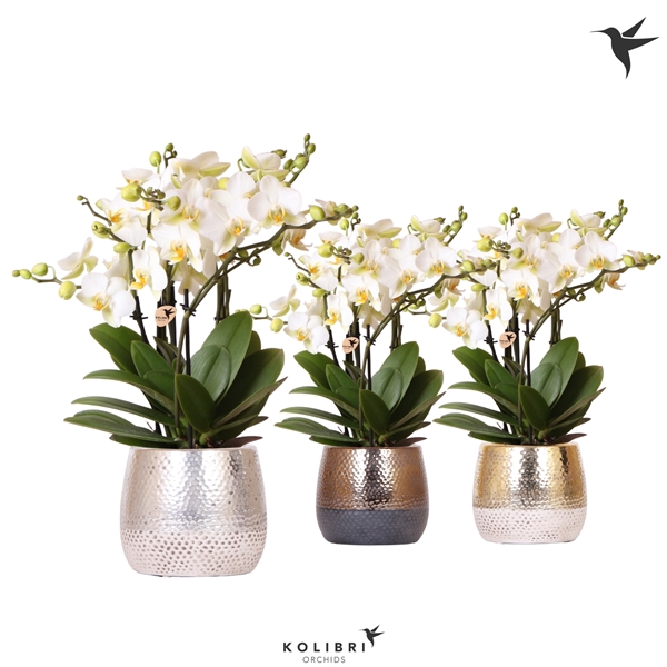 <h4>Kolibri Orchids Phalaenopsis Lausanne 6 spike in Elite pot mix</h4>