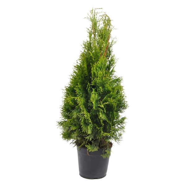 <h4>Thuja occ. Smaragd, plantmaat 60-80 cm - Rondgestoken -</h4>