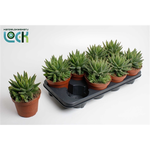 <h4>Aloe Brevifolia</h4>