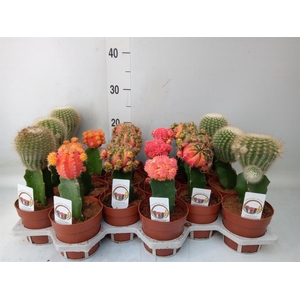 Gymnocalycium mihanov.   ...