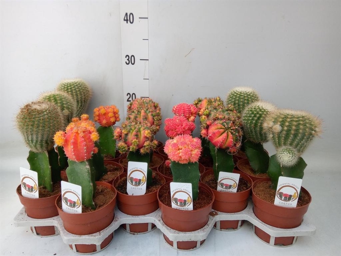 <h4>Gymnocalycium mihanov.   ...</h4>