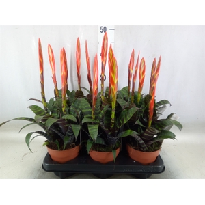Vriesea  'Era'