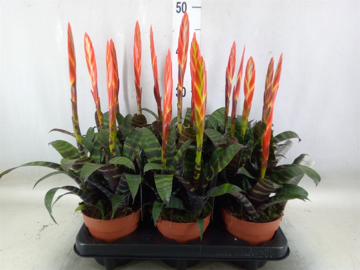 <h4>Vriesea  'Era'</h4>