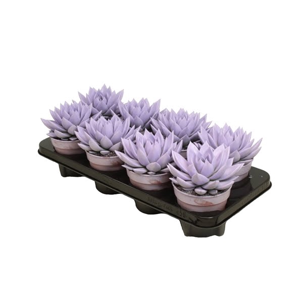 <h4>Echeveria Pastel Purple</h4>