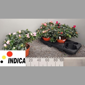 RHODO SI V GEM 4 SRT