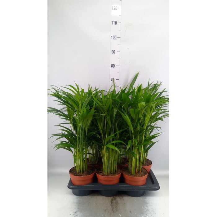 <h4>Dypsis lutescens   ...Chrysalidoca</h4>