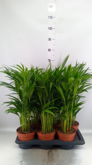 Dypsis lutescens   ...Chrysalidoca