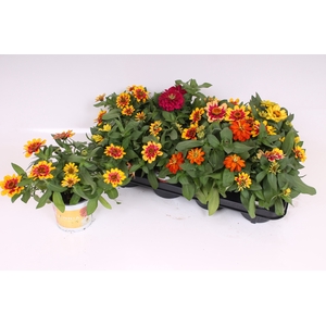 ZINNIA GEM