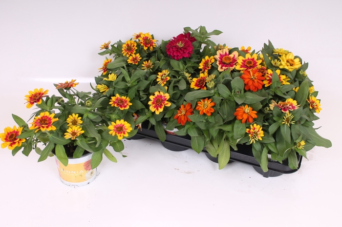 <h4>ZINNIA GEM</h4>