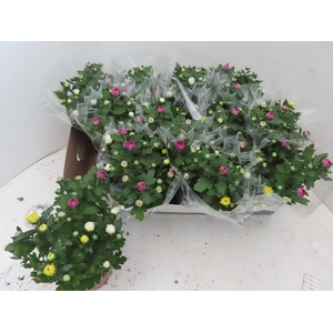 CHRYS GEM IN POT