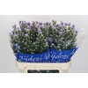 Aster Cassandra