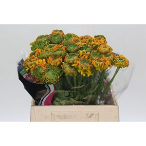 Ranunculus Clooney Pon Pon Merlino