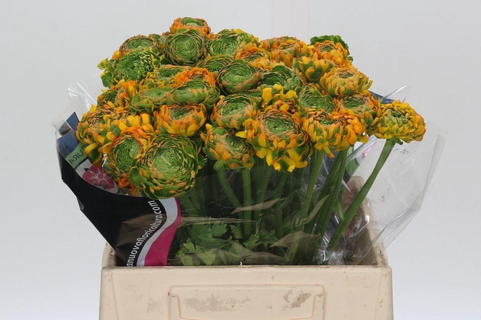 <h4>Ranunculus Clooney Pon Pon Merlino</h4>