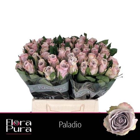 <h4>R Gr Paladio</h4>