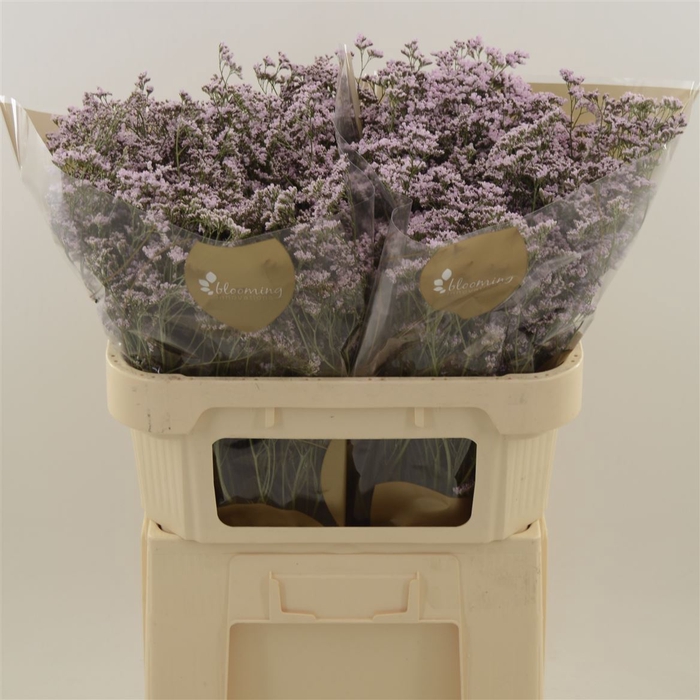 <h4>Limonium Safora Oshi Pink | Heavy Quality</h4>